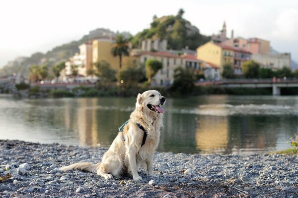 Dog with a backpack on the river bank