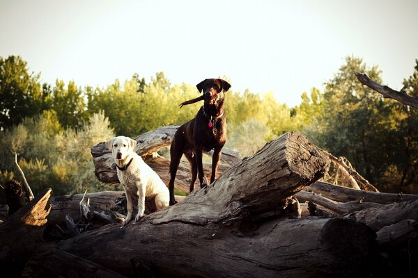 Due cani. Tronchi e legno