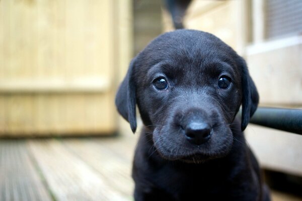 Chiot noir assis sur le sol