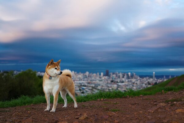 Chien sur la colline sur le fond de la ville