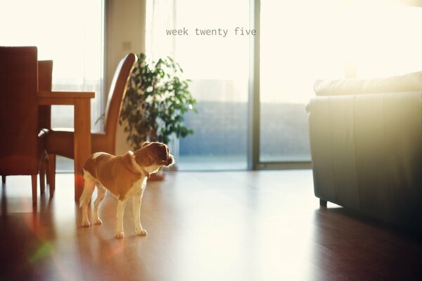 Le chien est un ami de l homme. Ambiance dans la maison
