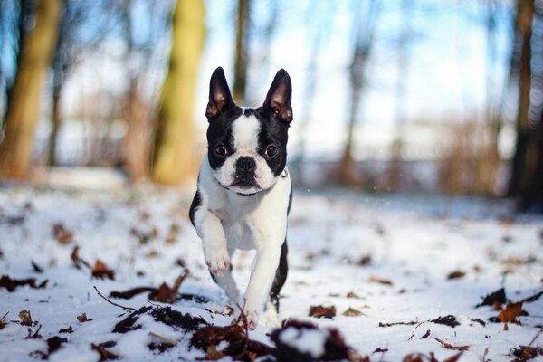 Paseo del perro en la nieve