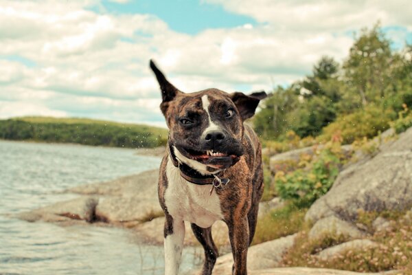 Muso del cane in movimento. Bello