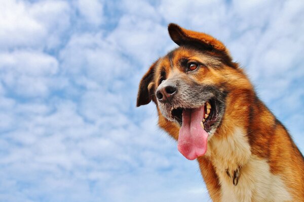 A dog with his tongue hanging out against the clouds