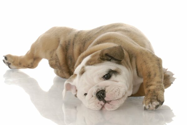 Englische Bulldogge Hunderasse auf weißem Hintergrund