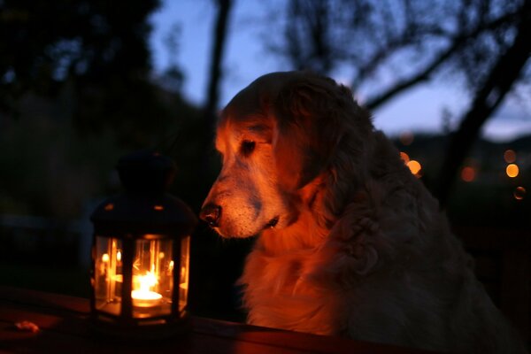 The dog looks at the burning lantern