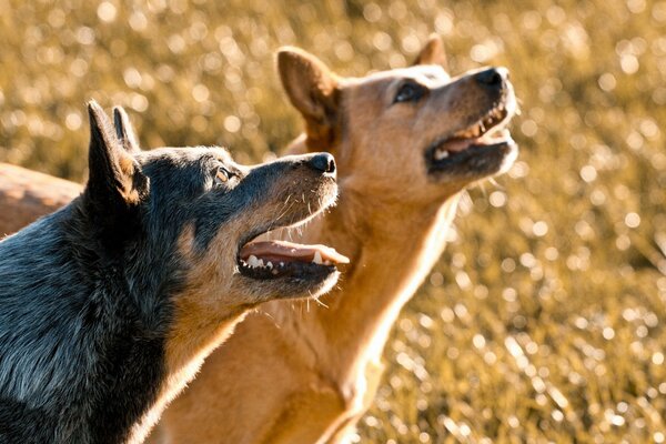 Cani natura foto lingue