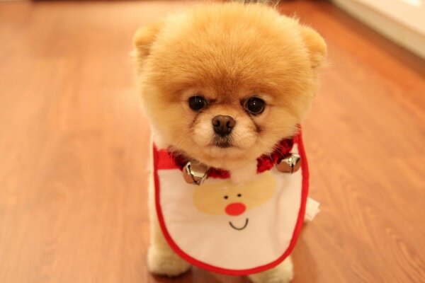 Cute little Pomeranian puppy in a bib
