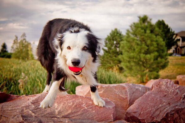 The dog holds a ball in his teeth