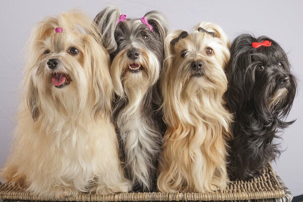 Drôle de quatuor avec des épingles à cheveux multicolores