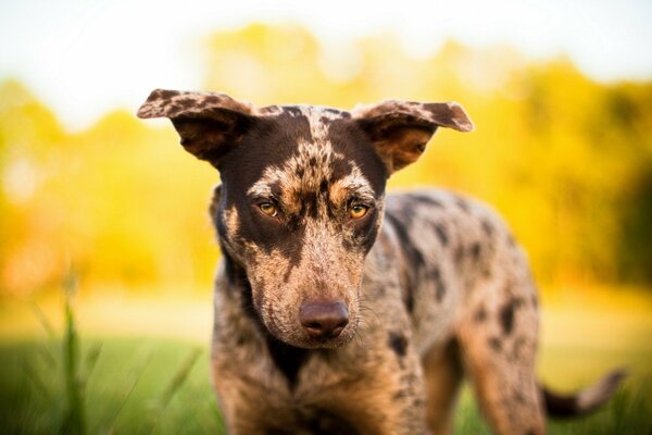 Un cane serio sfrega sul proprietario