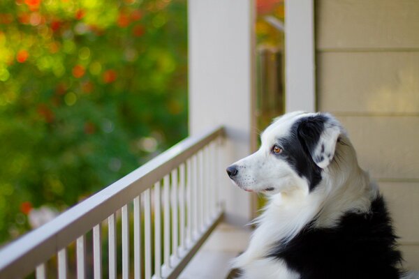 Chien ami de l homme. Le regard d un ami