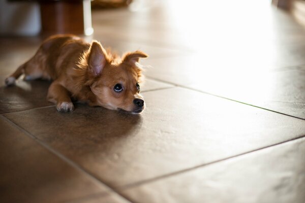 The dog is patiently waiting for dinner