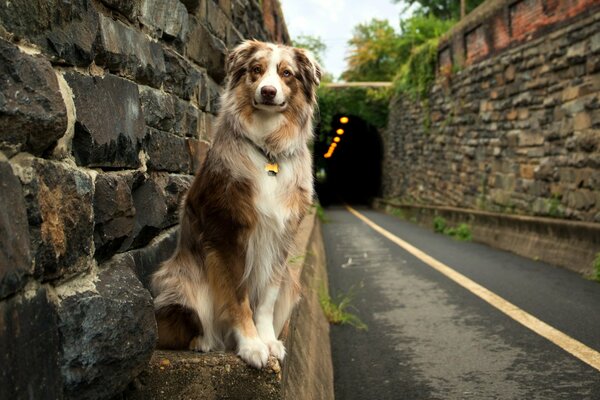 Cane amico dell uomo. Strada