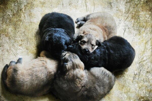 Bambini cani cinque pezzi