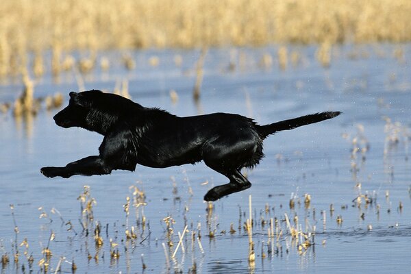 Perro deportivo salta el lago