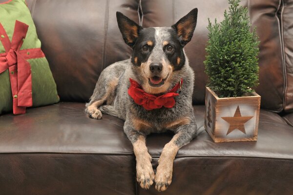 Dog on the couch with spruce