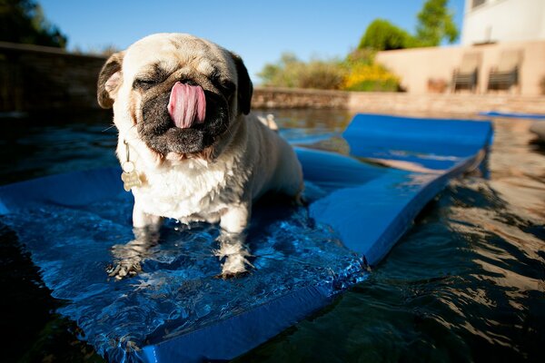 Pug loves to swim in the water