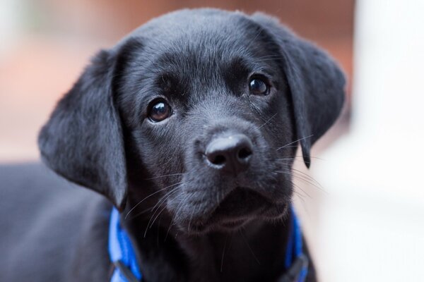 Regard de chiot. Chien noir