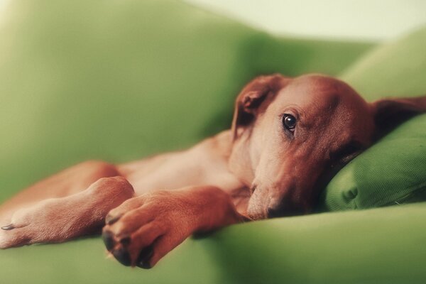 A red-haired dog is lying on a green sofa