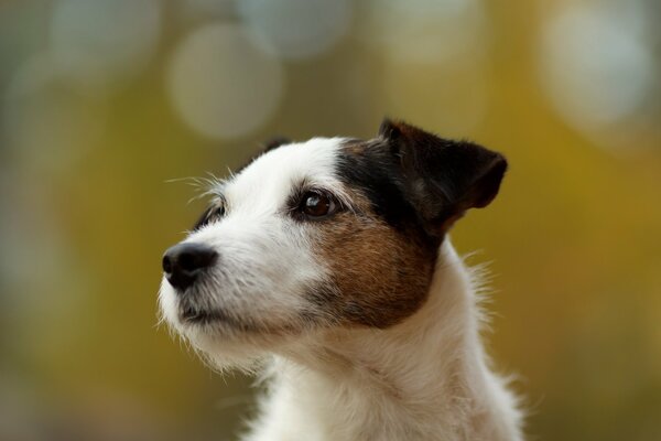 The dog and the look. Muddy background