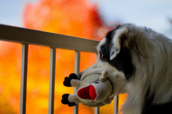 The dog pulled a toy out of the fire with him
