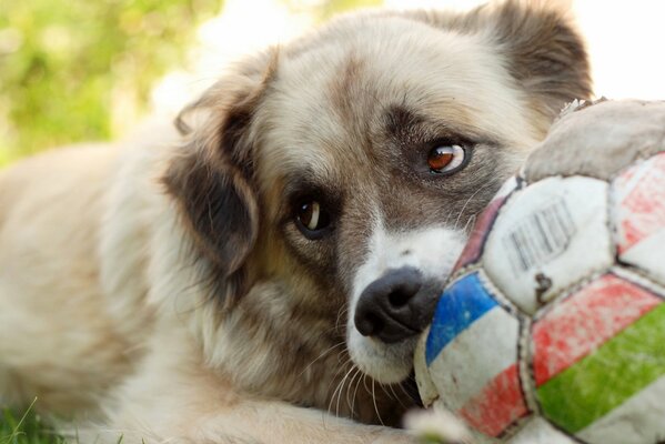 Cane che gioca a pallone da calcio