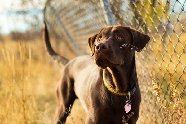 Der Hund ist ein treuer Freund