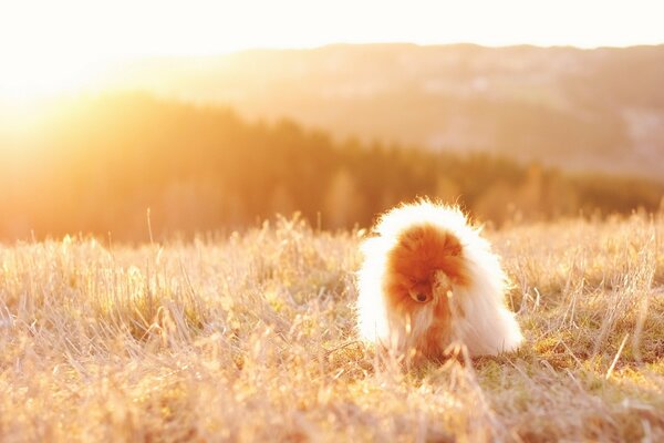 Pelziger Hund sitzt während des Sonnenuntergangs im Feld