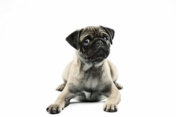 Der Blick eines Hundes der Rasse Mops
