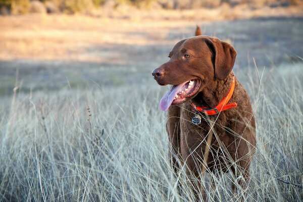 Chien dans un collier orange dans un champ