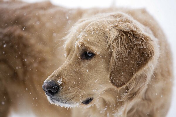 Snow falling on a fluffy dog