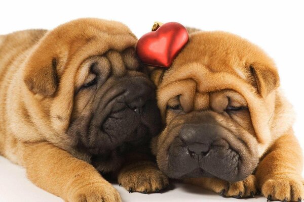 Dos Shar Pei duermen juntos