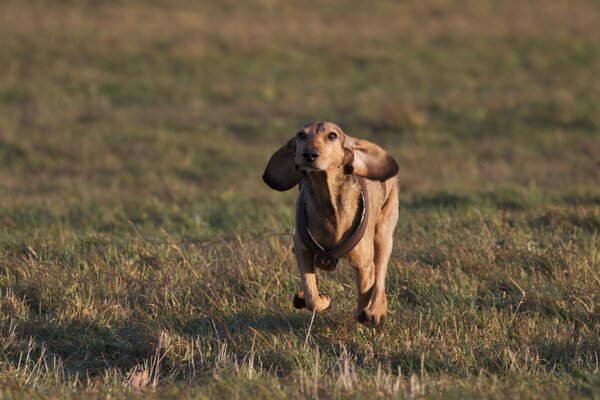 Cane che corre su un campo verde