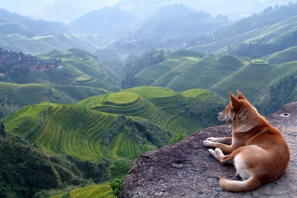 A red dog is lying on the edge of a cliff