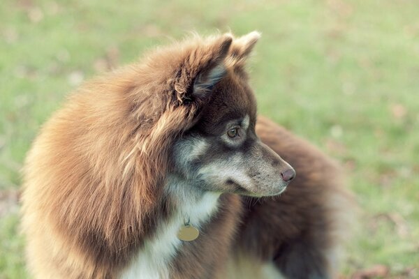 Chien moelleux closeup sur fond vert