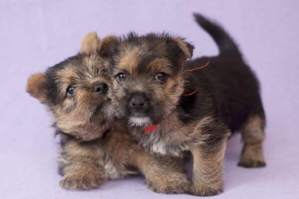 Deux chiots mignons dans la maison