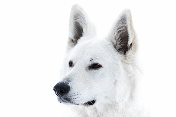 Perro blanco sobre fondo blanco