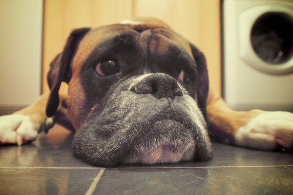 A handsome owner appeared in the house