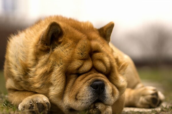 A sleepy and fluffy dog is resting on the grass