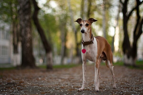 Chien aux longues pattes debout sur la piste