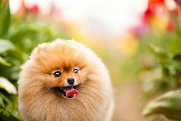 A happy dog has glowing eyes