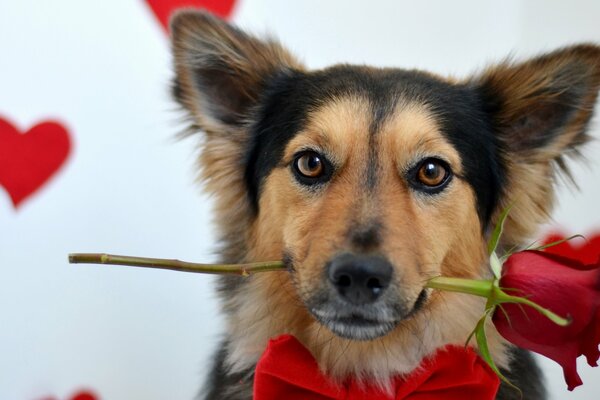 Cane con rosa rossa tra i denti