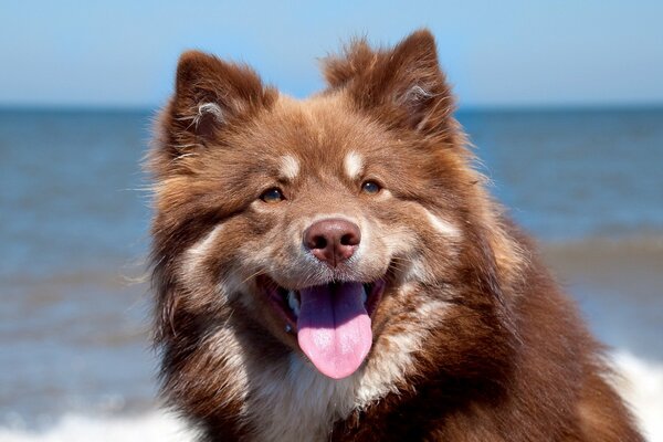 Portrait d un chien roux sur fond de mer
