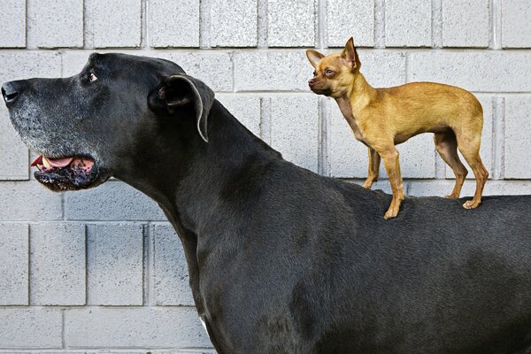 Pequeño Chihuahua montando un perro grande