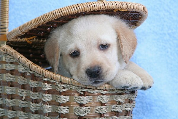 A labrador puppy in a flower basket