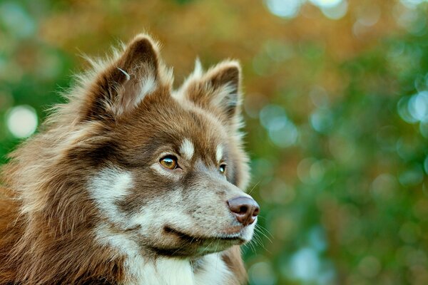 Le regard nostalgique de mon ami