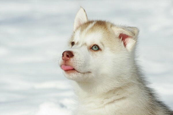 Cachorro Husky en la nieve con pico rosa