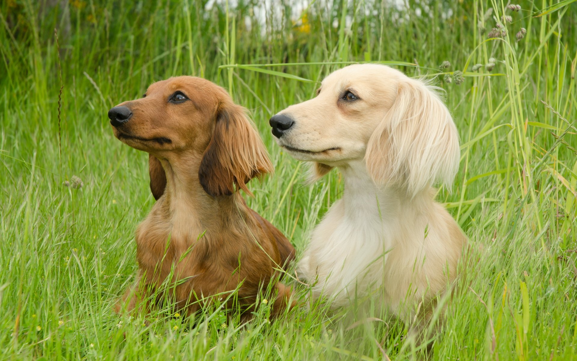 dachshund campo verano