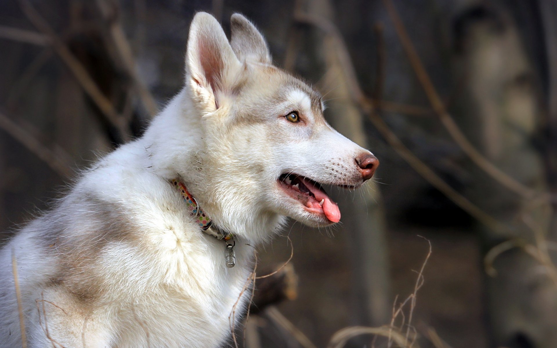 chien ami nature